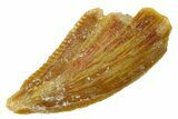 Bargain Raptor Tooth - Real Dinosaur Tooth #300826-1